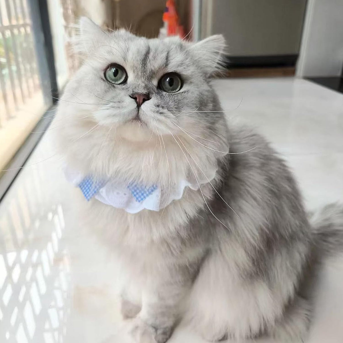 6PCS Pet Lace Bib, Sweet Cat Bandana with Bow, Cotton Dog Saliva Towel, Cute Round Neck Scarf for Kitty Puppy Extra Small Dog (Large)
