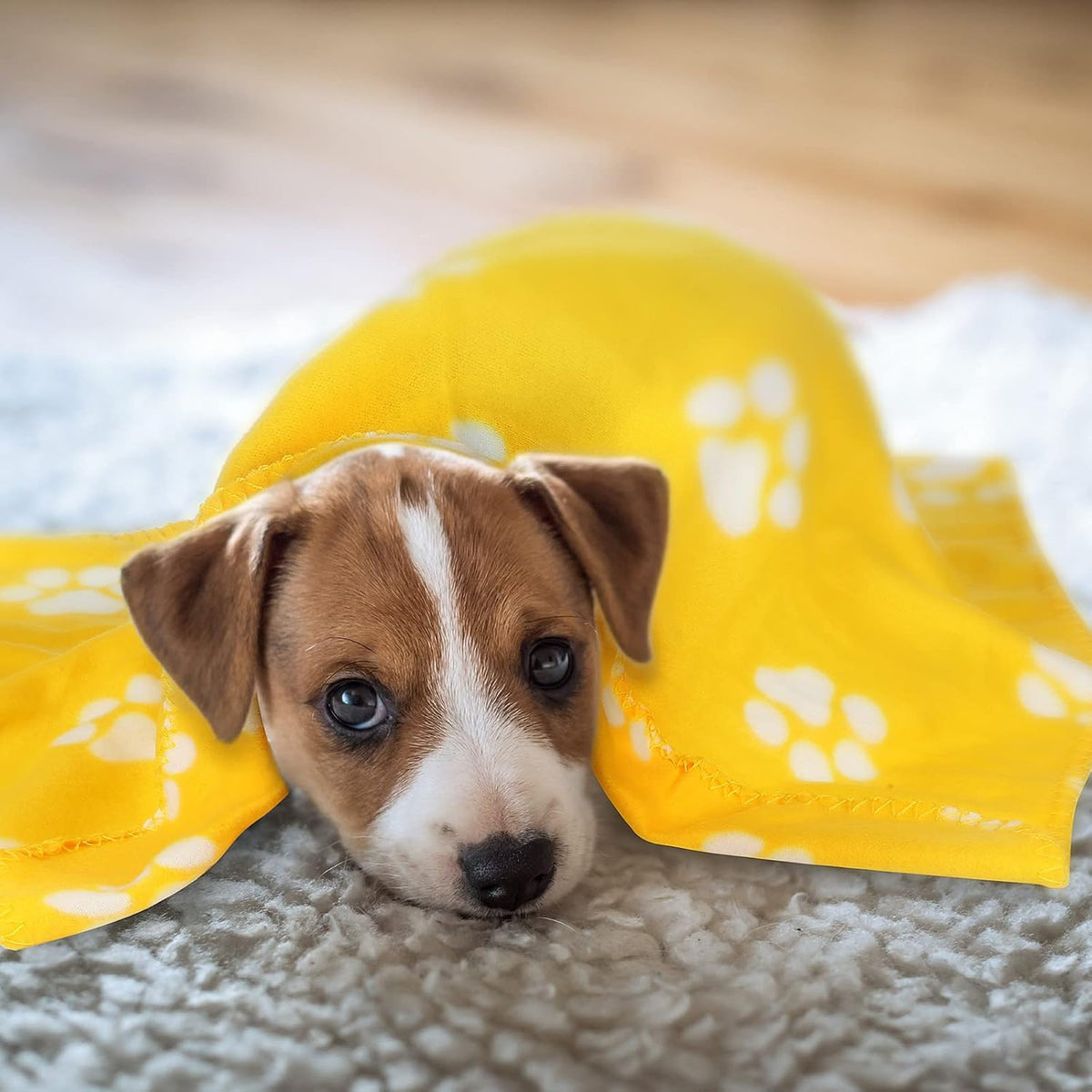 Tatuo 10 Pcs Puppy Blanket for Dog Cat, 24 x 28 Inch, Bright Color