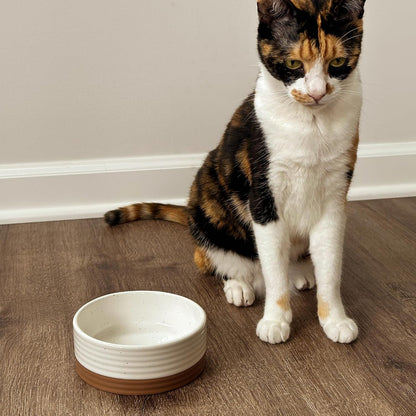 Mora Ceramic Pet Bowl Size Small - Food/Water Dish for Puppy Dogs, Cats, Guinea Pig, Rabbit, Hamster, Snake, ect. 11oz or 2 Cups - Basic Bowls for Your Dog or Cat, Mix and Match for a Set - Vanillla