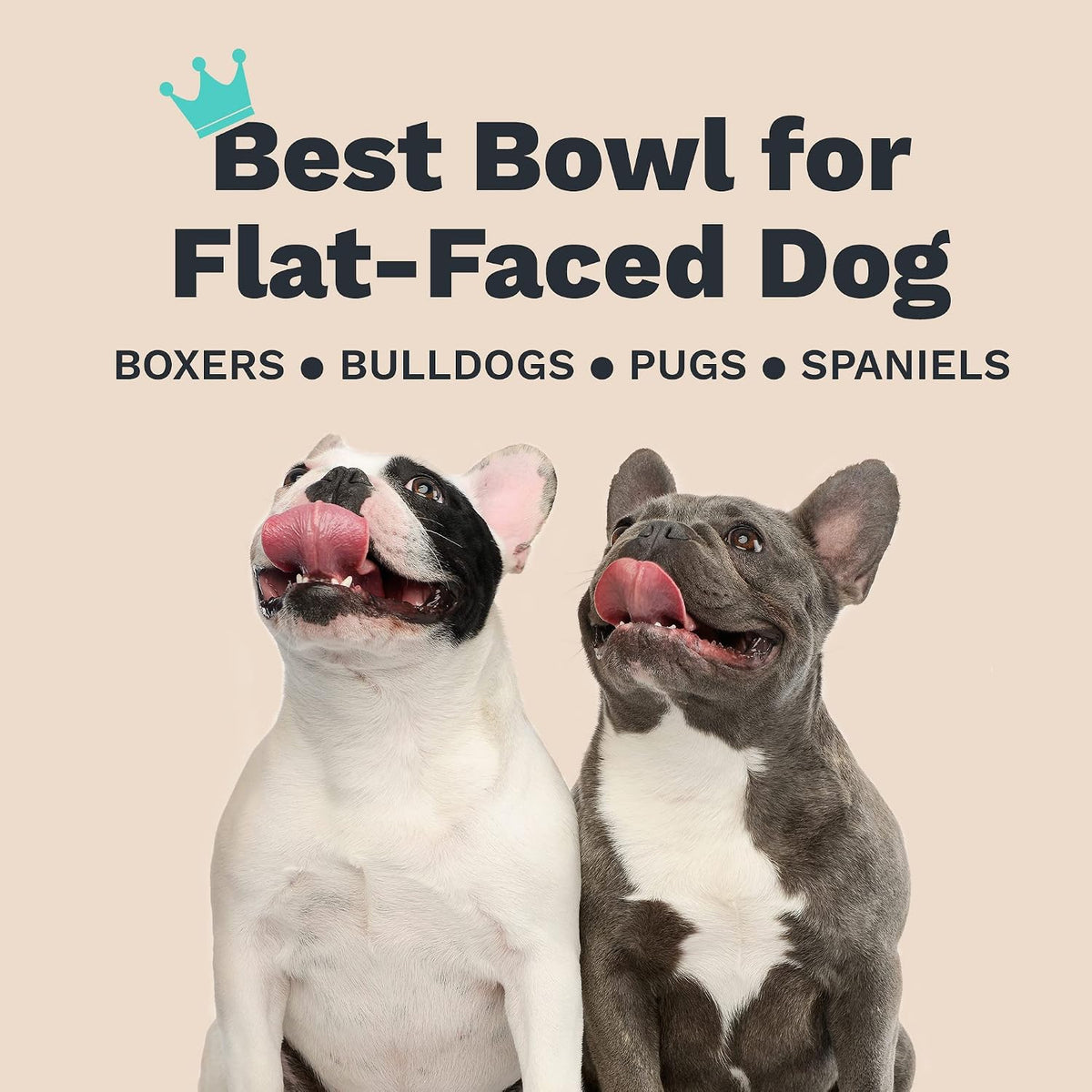 Enhanced Pet Bowl – Slanted Stainless Steel Dog Bowl for Breeds Like Bulldogs, Pugs – Raised Back, No-Spill, Reduces Gas & Mess – Medium Size, Non-Slip, Food-Grade - Does Not Ship from China