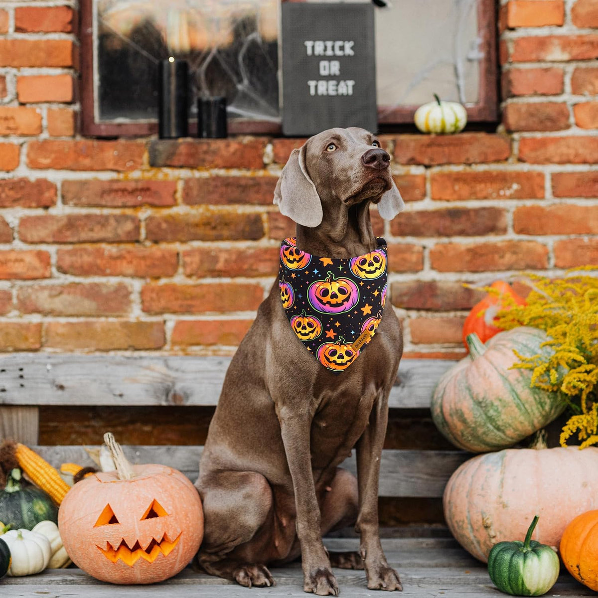 Halloween Dog Bandanas - 2 Pack Reversible Pumpkin and Bat Pet Scarf for Boys and Girls | Fall Dog Bibs | Premium Durable Fabric | Holiday Dog Bandana for Small and Medium Dogs (Small)
