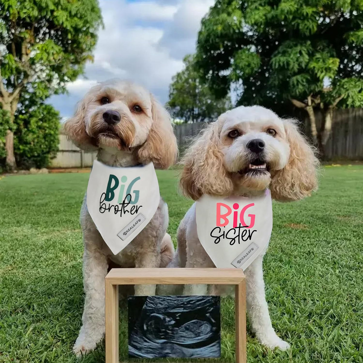 Realeaf Big Brother Big Sister Dog Bandanas Pet Scarf for Medium and Large Dogs New Baby Announcement Pet Accessories Pregnancy Reveal Ideas (X-Large)